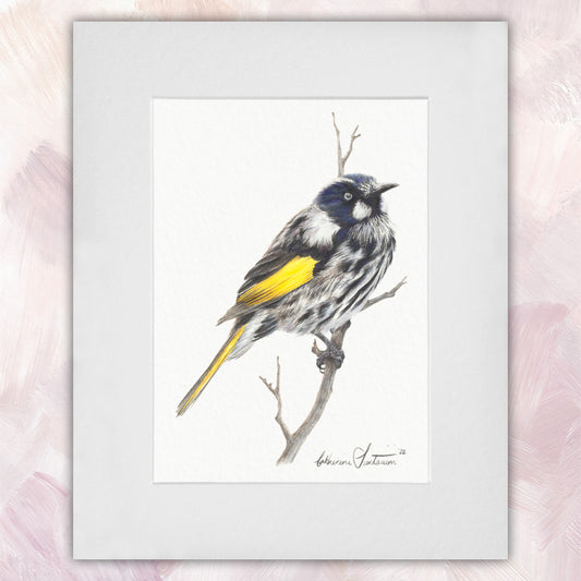 New Holland Honeyeater Original