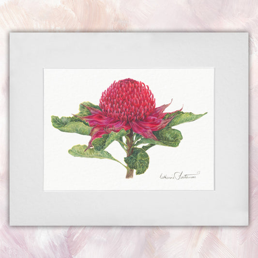 New South Wales Waratah Original
