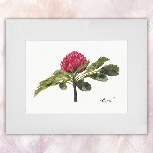New South Wales Waratah Original
