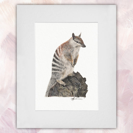 Numbat Original