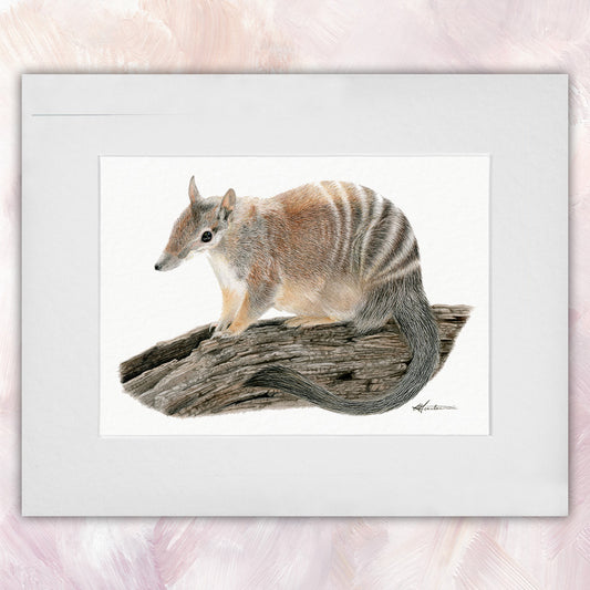 Numbat