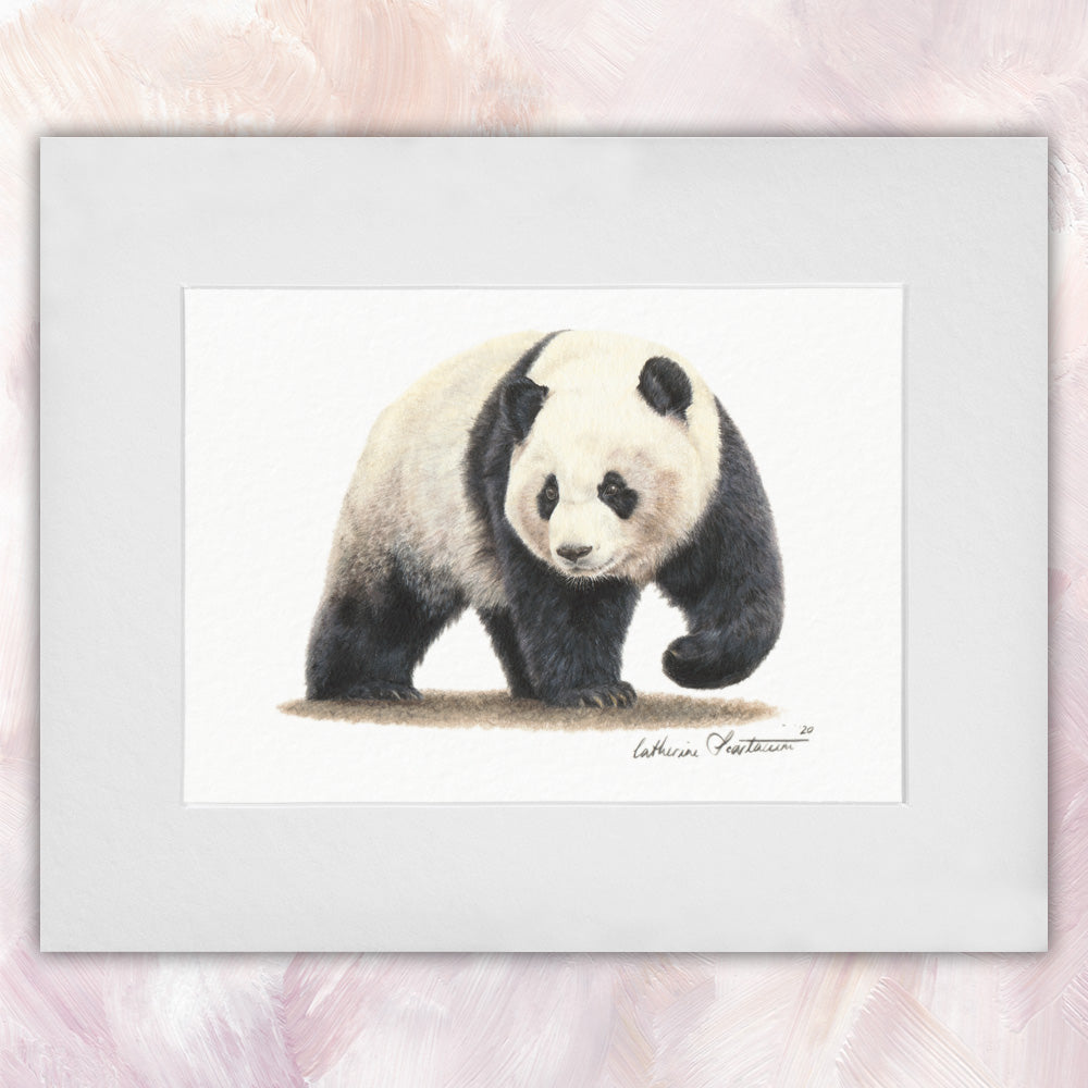 Panda – CS Illustrator
