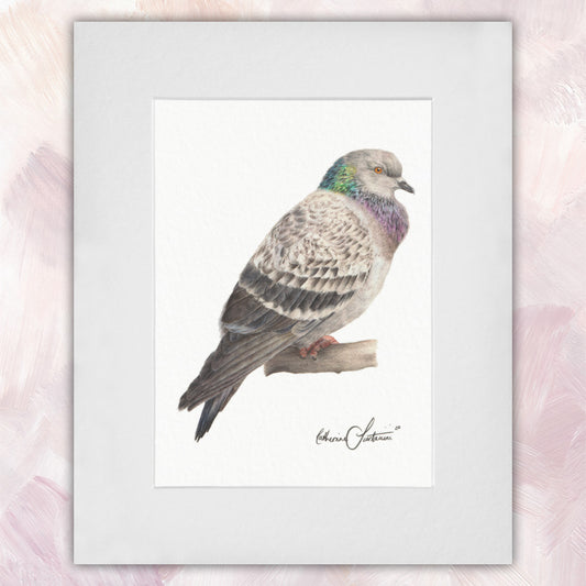Pigeon Original