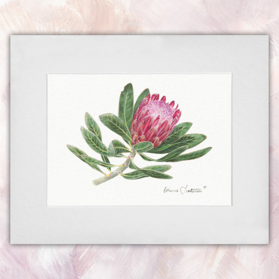 Protea