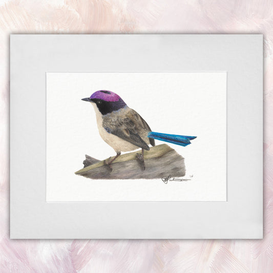 Purple Crowned Fairywren Original