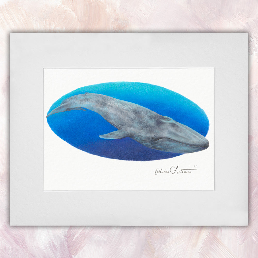 Pygmy Blue Whale – CS Illustrator