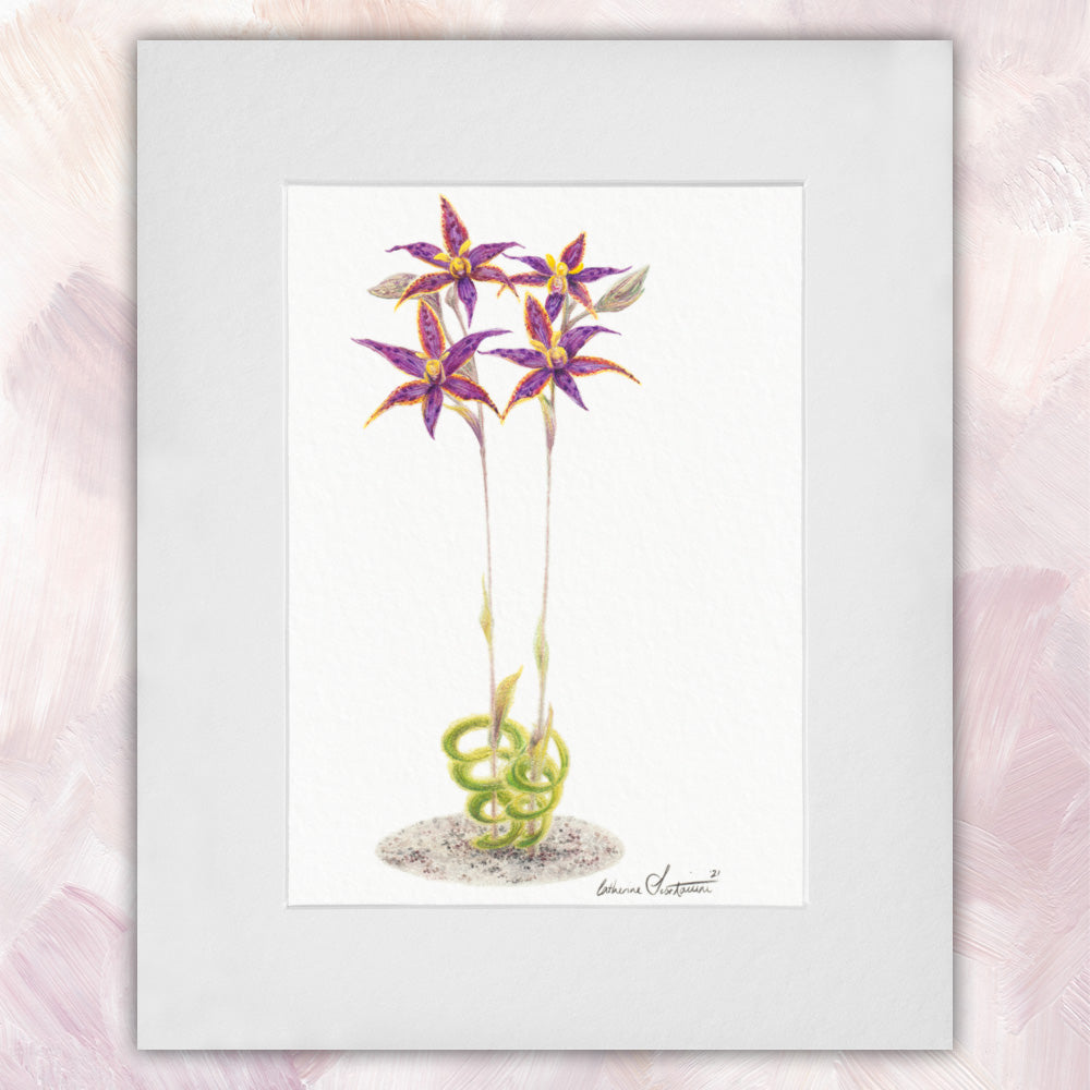 Queen of Sheba Orchid Original