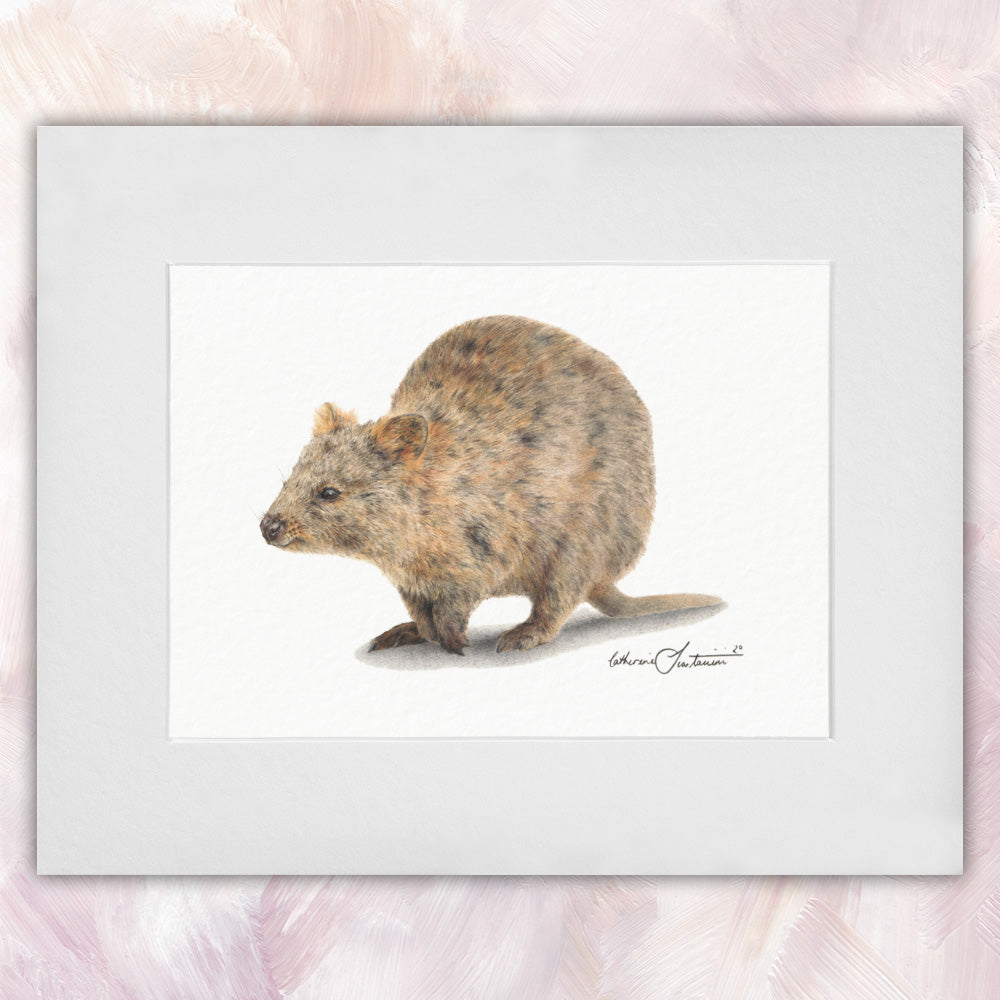 Quokka