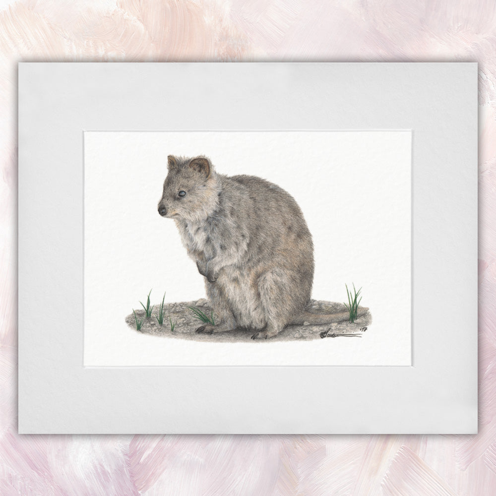 Quokka Original