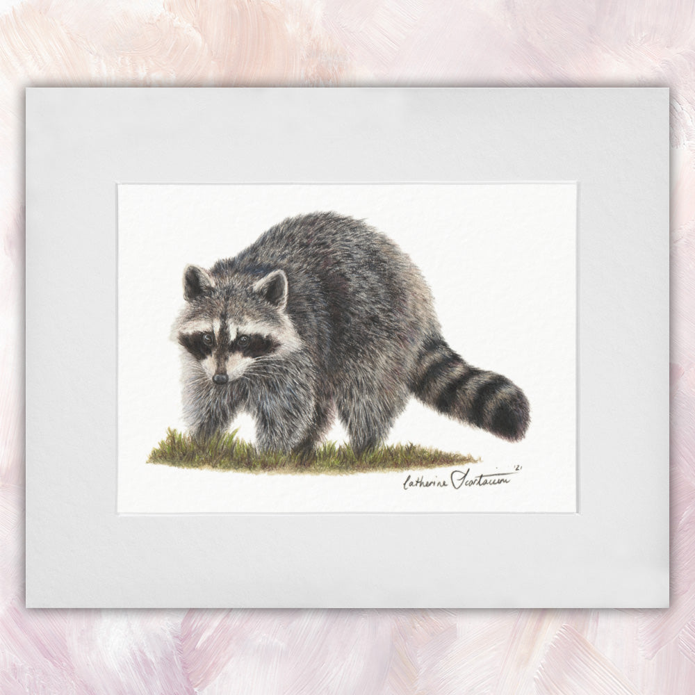 Raccoon Original