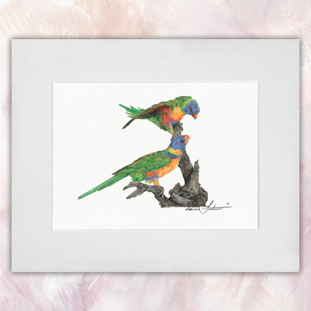 Rainbow Lorikeet Pair