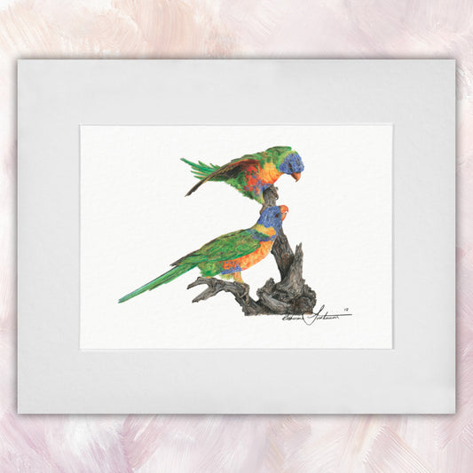 Rainbow Lorikeet Pair