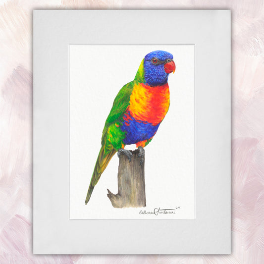 Rainbow Lorikeet