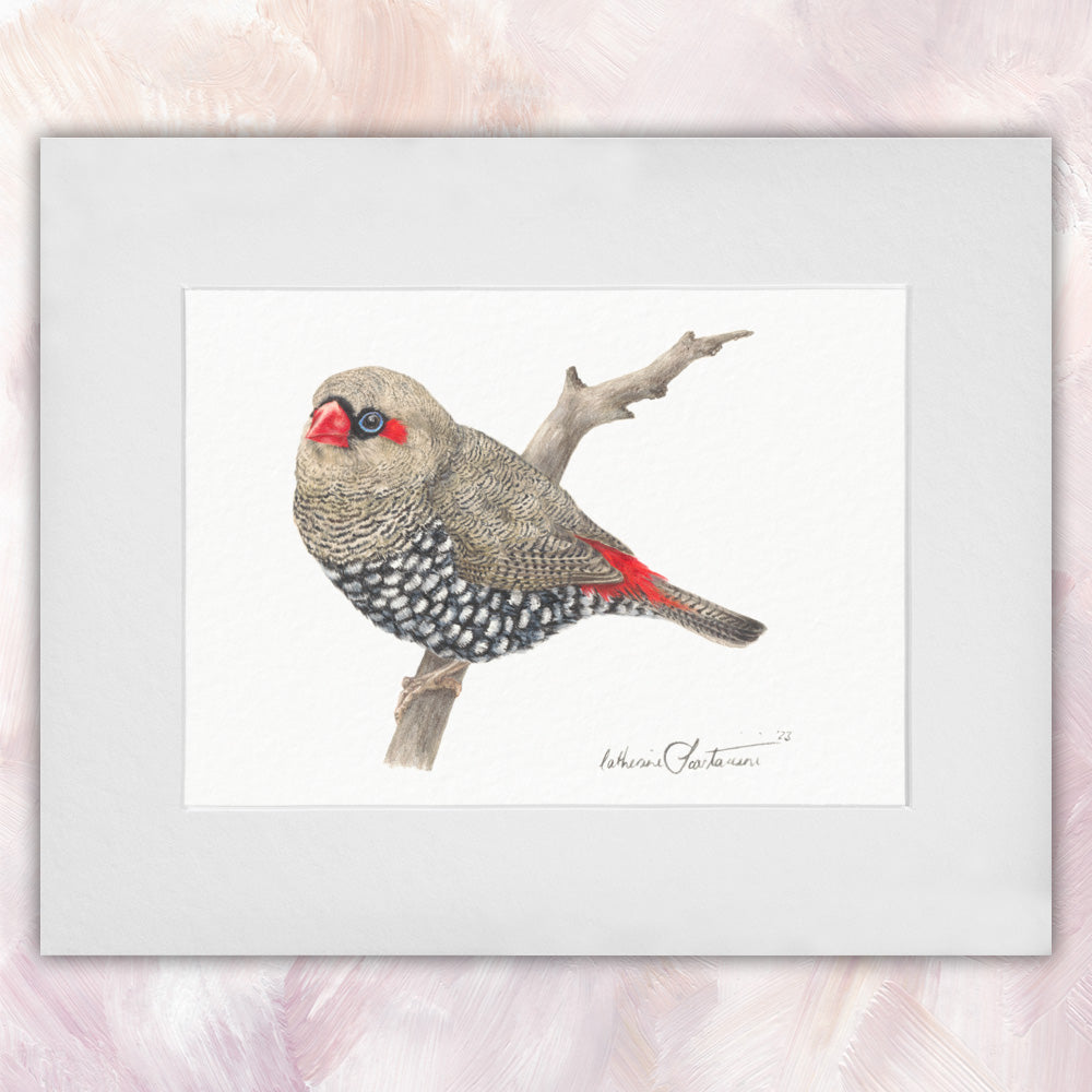 Red-Eared Firetail Finch