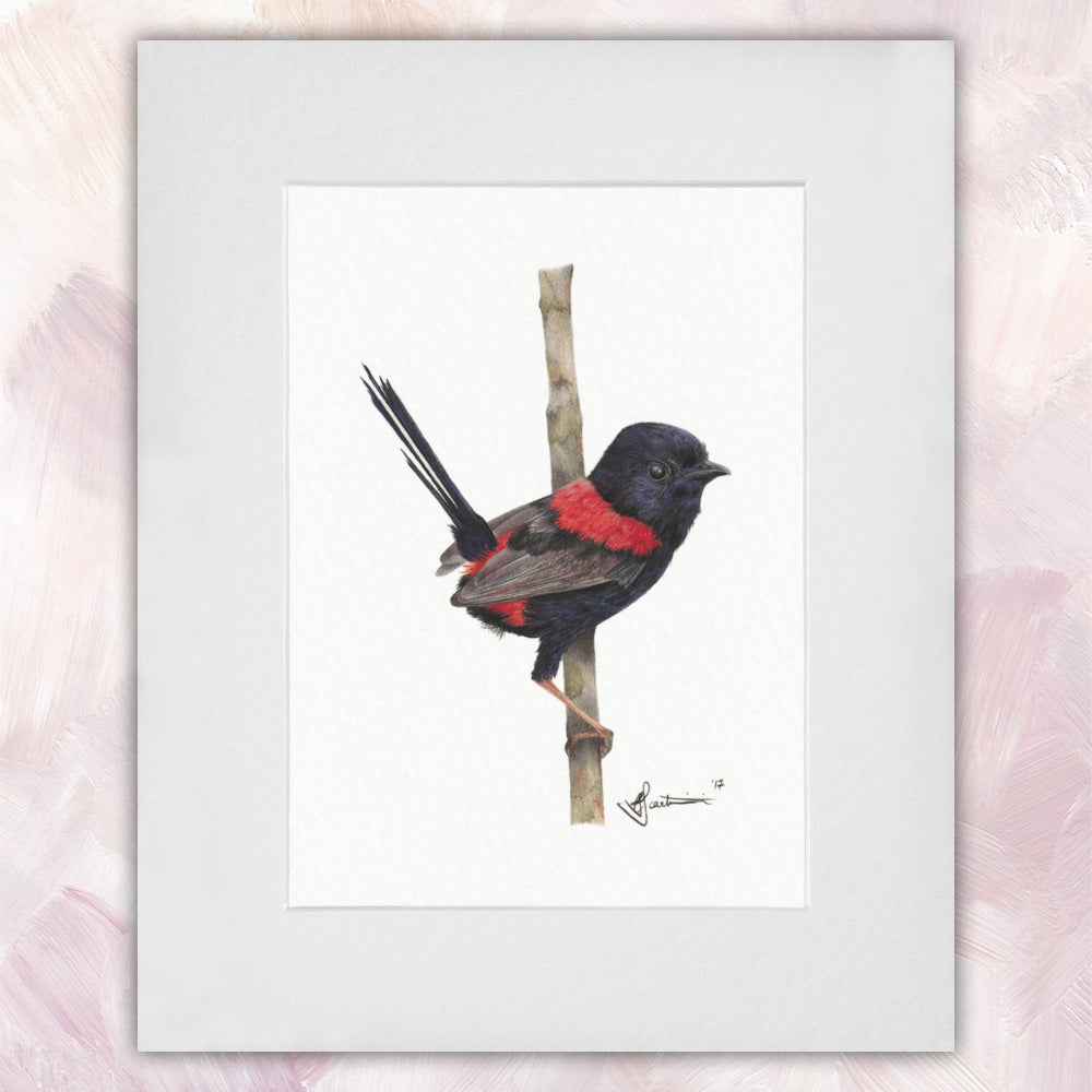 Red Backed Fairywren