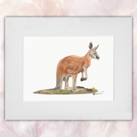 Red Kangaroo