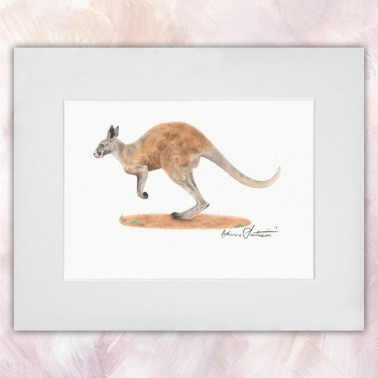 Red Kangaroo