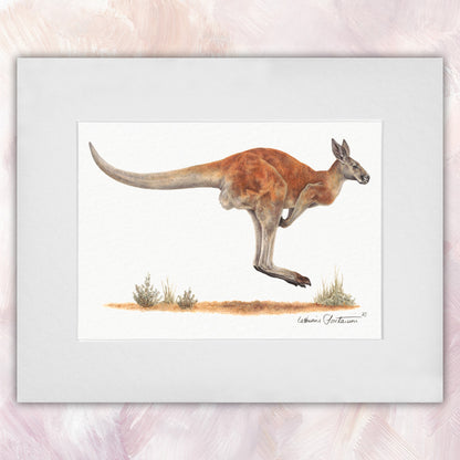 Red Kangaroo