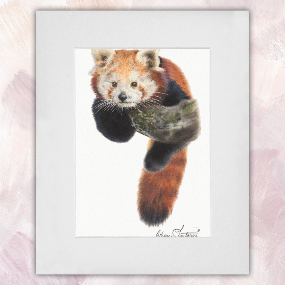 Red Panda