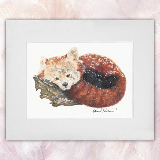 Red Panda Original