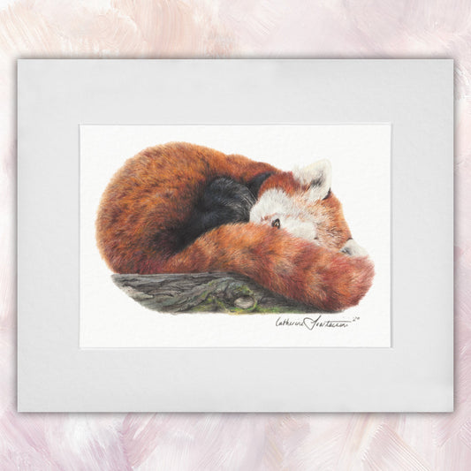 Red Panda Original