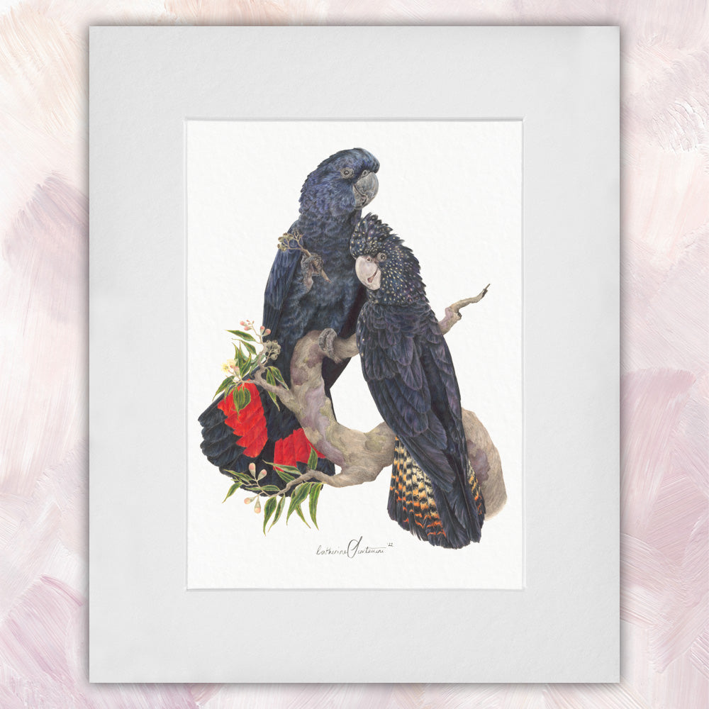 Red Tailed Black Cockatoo Pair