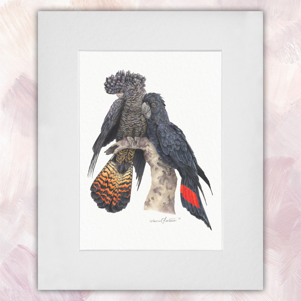 Red Tailed Black Cockatoo Pair Original