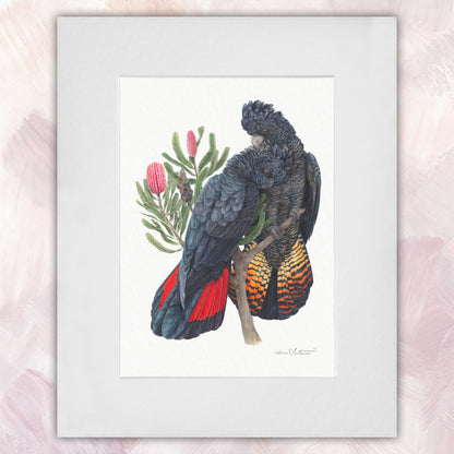 Red Tailed Black Cockatoo Pair