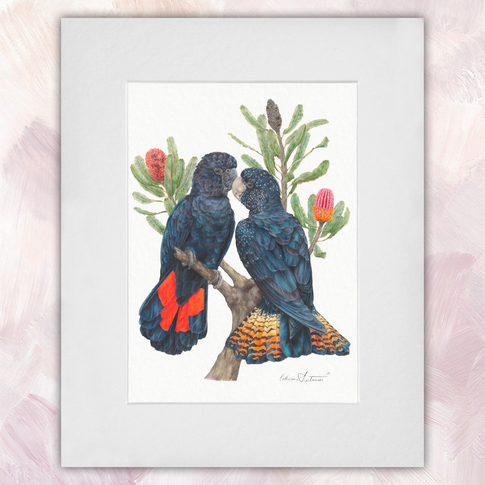 Red Tailed Black Cockatoo Pair