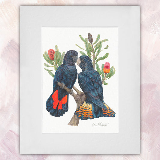 Red Tailed Black Cockatoo Pair Original