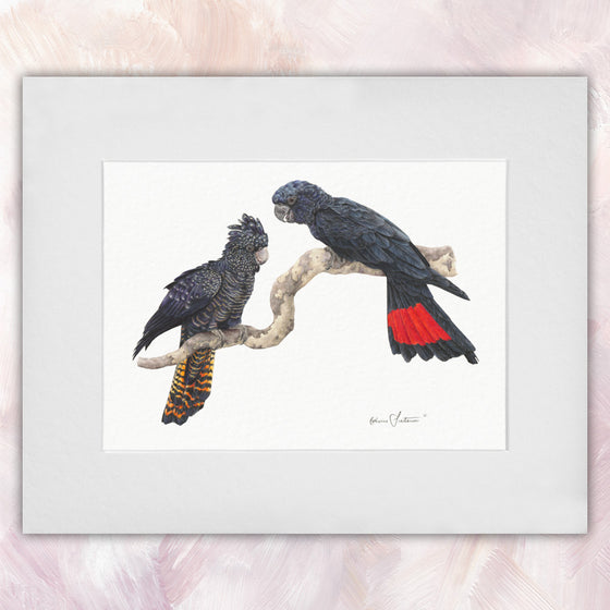 Red Tailed Black Cockatoo Pair