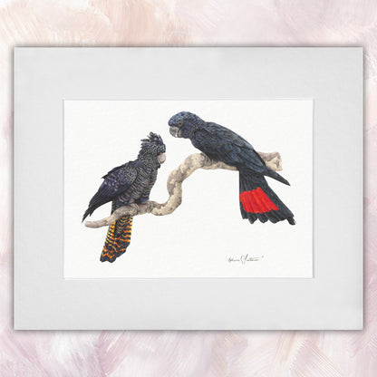 Red Tailed Black Cockatoo Pair Original