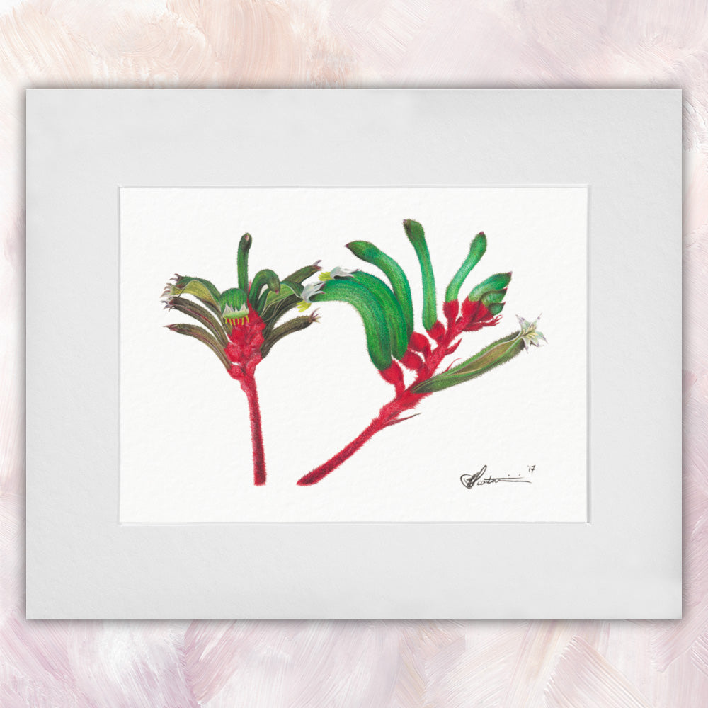 Red & Green Kangaroo Paw