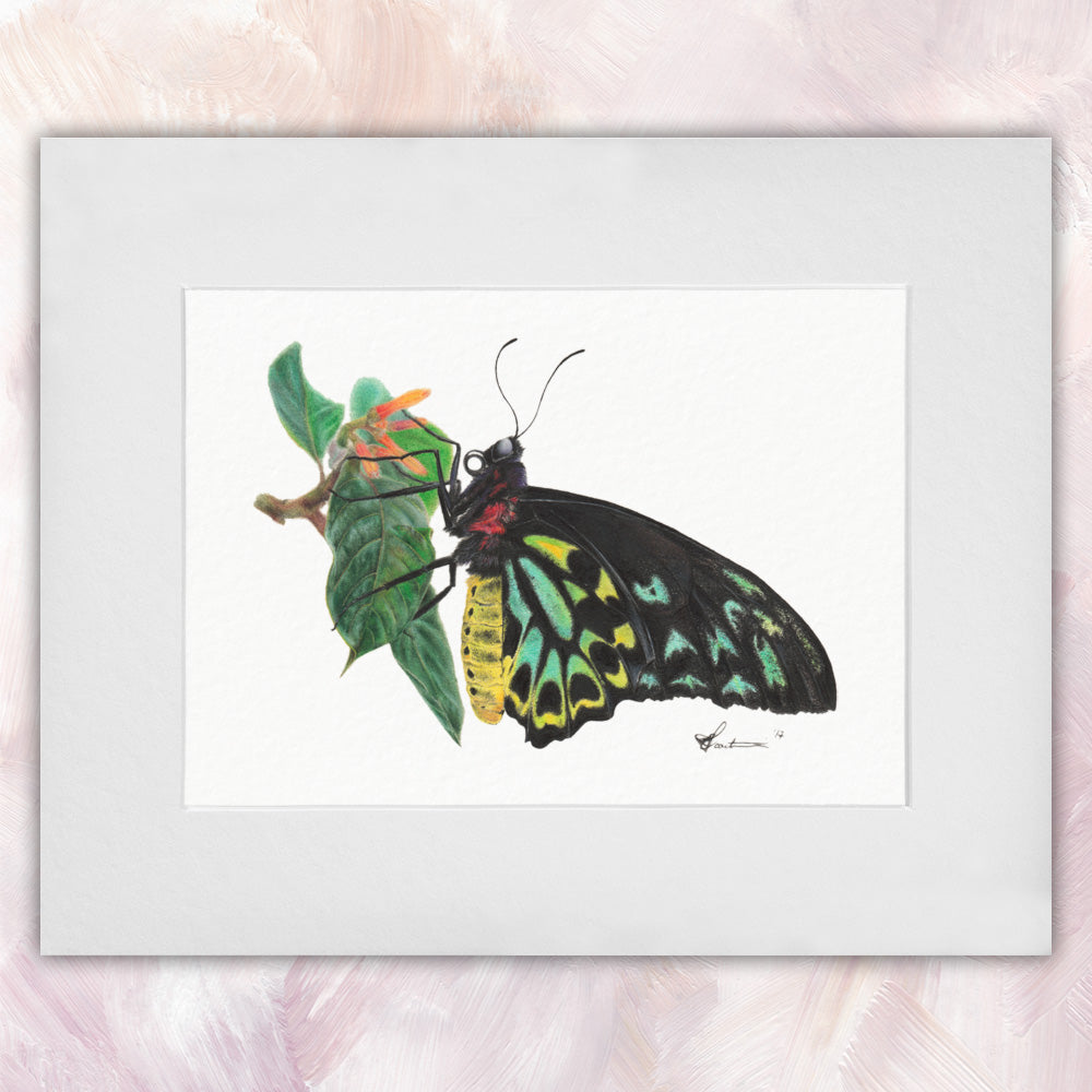 Richmond Birdwing Butterfly Original