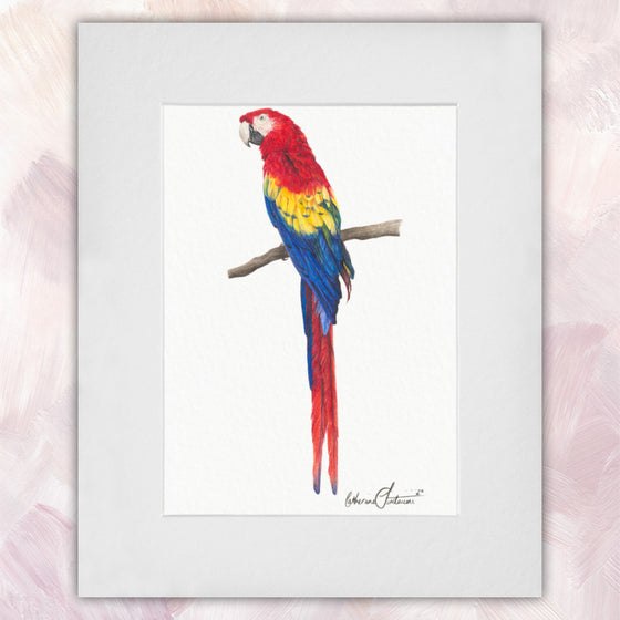 Scarlet Macaw