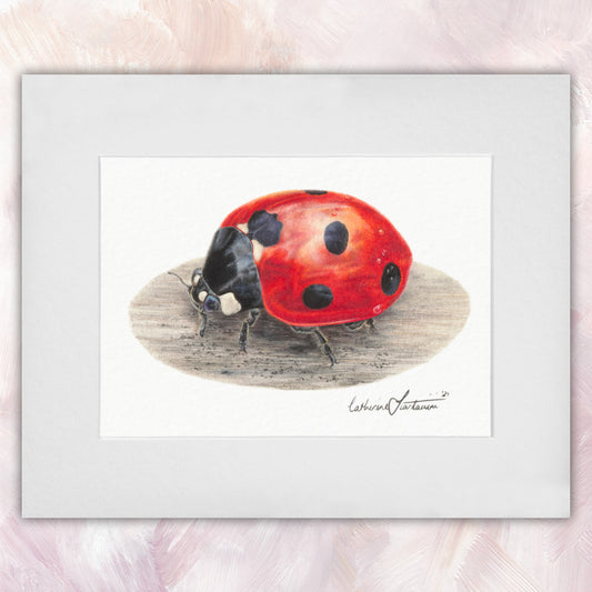 Seven-spot Ladybird Original