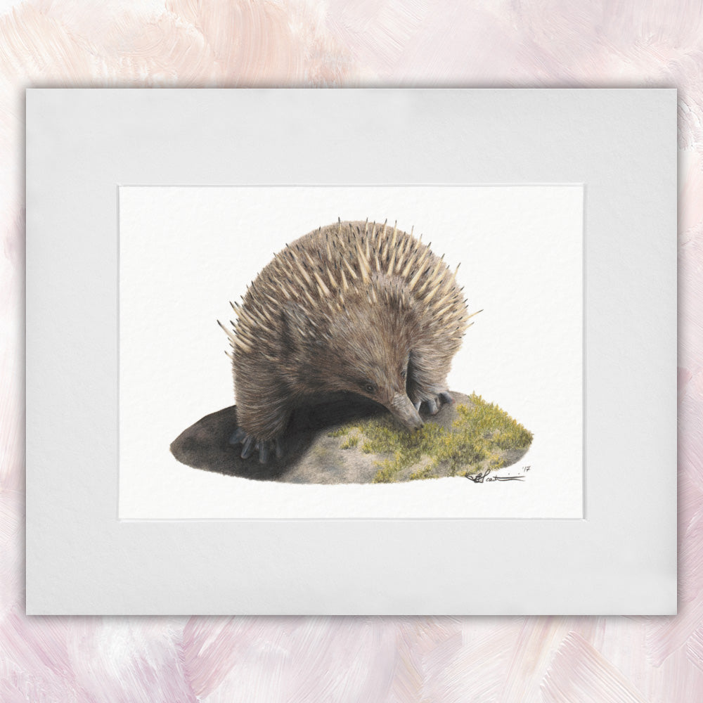 Short-beaked Echidna