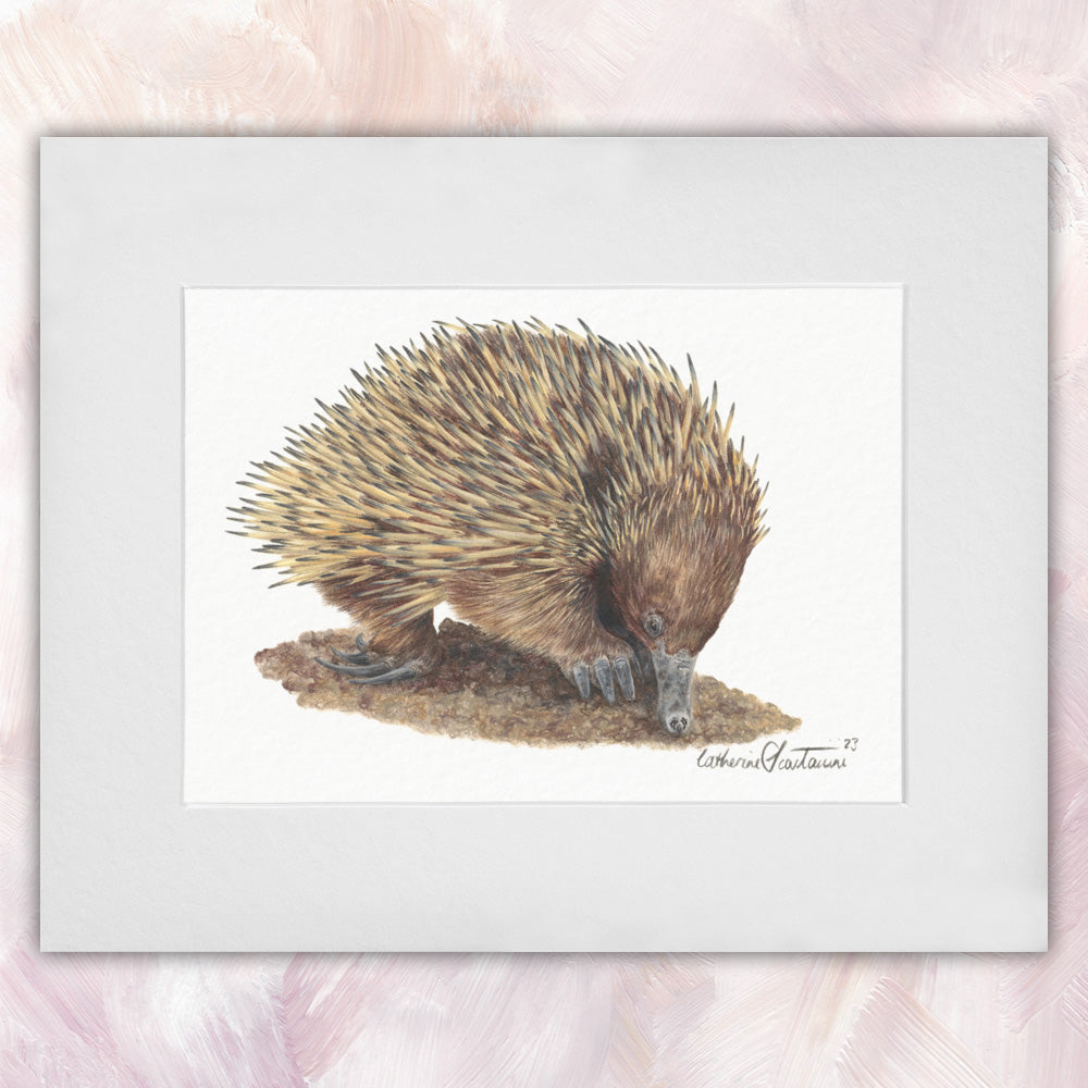 Short-beaked Echidna