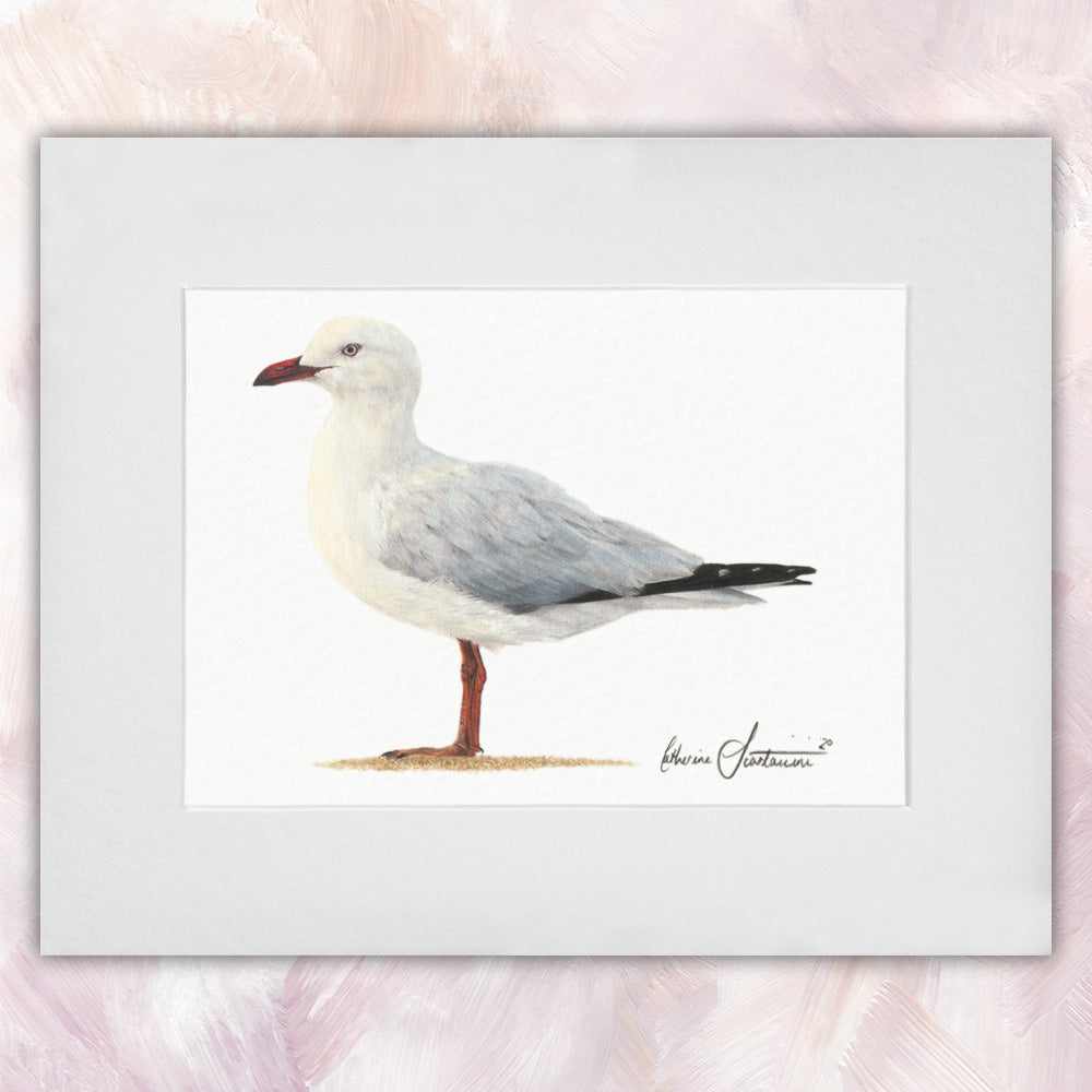 Silver Gull Original