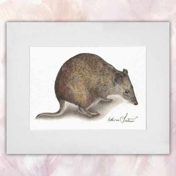 Southern Brown Bandicoot