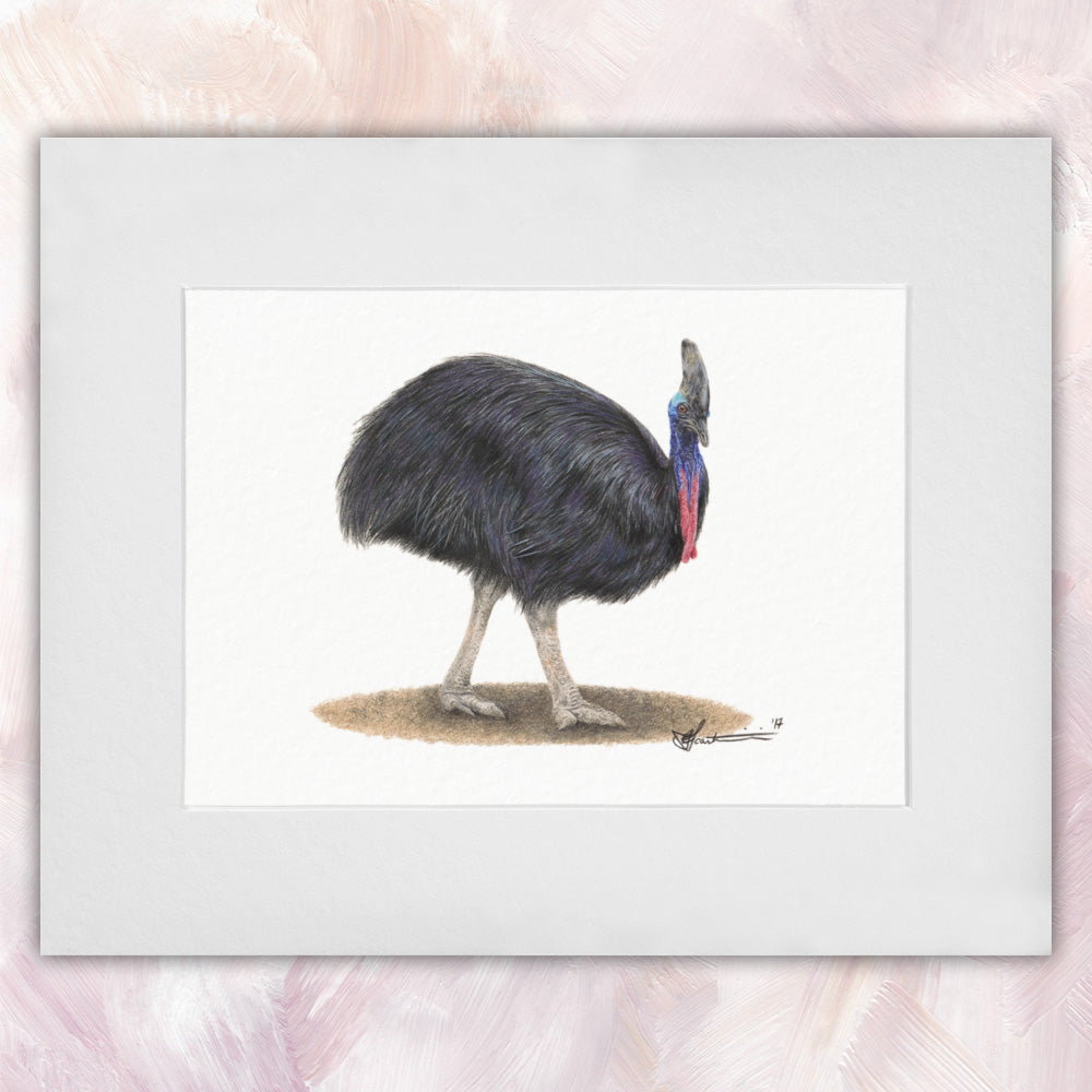 Southern Cassowary