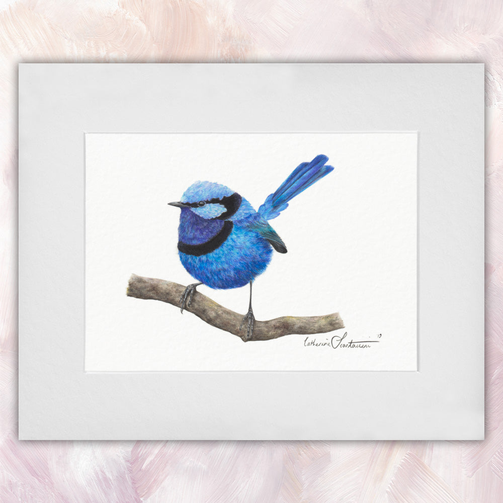 Splendid Fairywren (Male)