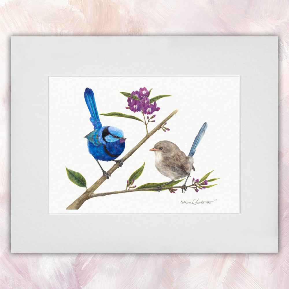 Splendid Fairywren Courting