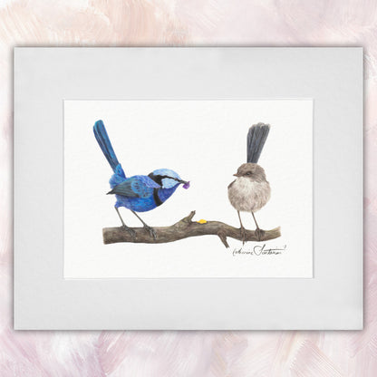 Splendid Fairywren Courting