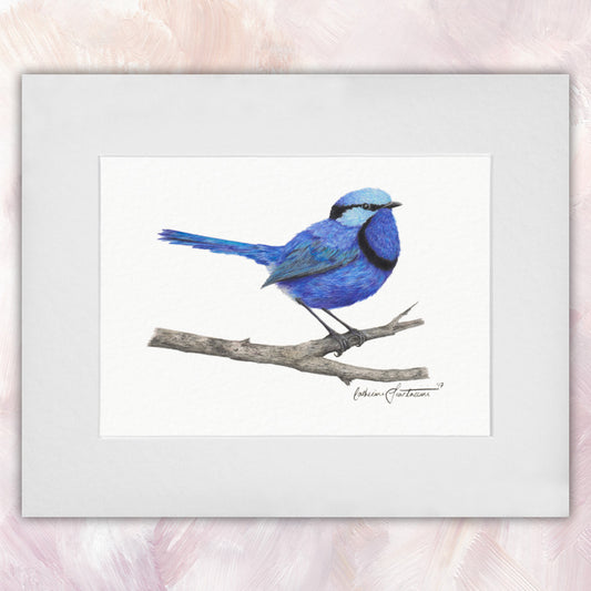 Splendid Fairywren (Male) Original