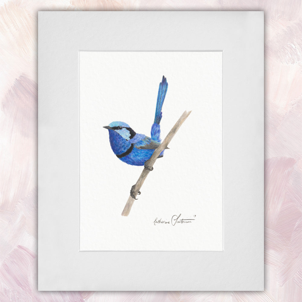 Splendid Fairywren (Male) Original