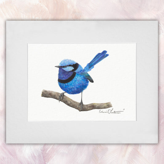 Splendid Fairywren (Male) Original