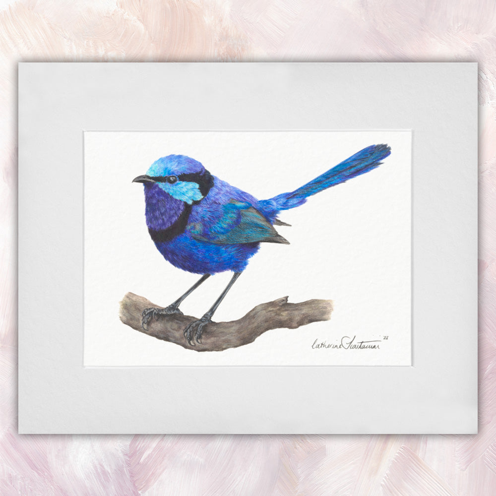 Splendid Fairywren (Male) Original