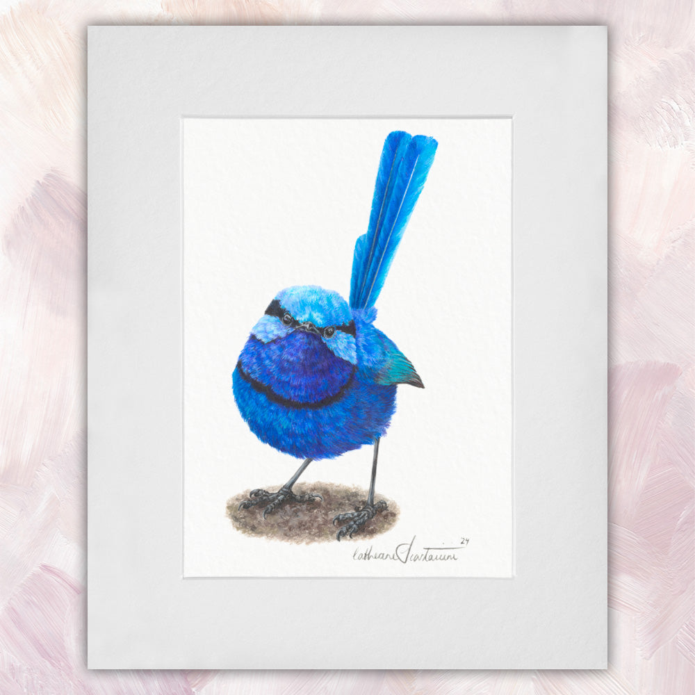 Splendid Fairywren (Male) Original