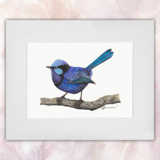 Splendid Fairywren (Male) Original